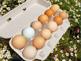 Eggs3