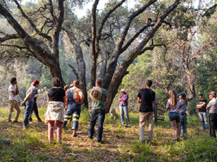tree-group
