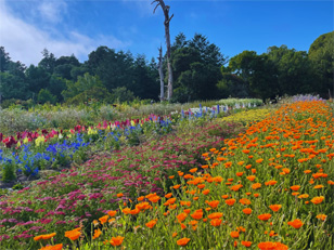 flower-field